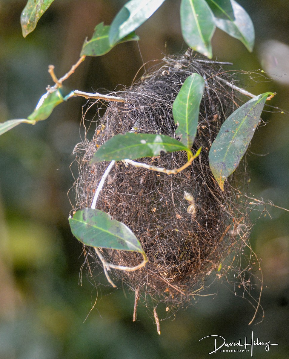Yellow-olive Flatbill - ML554681111