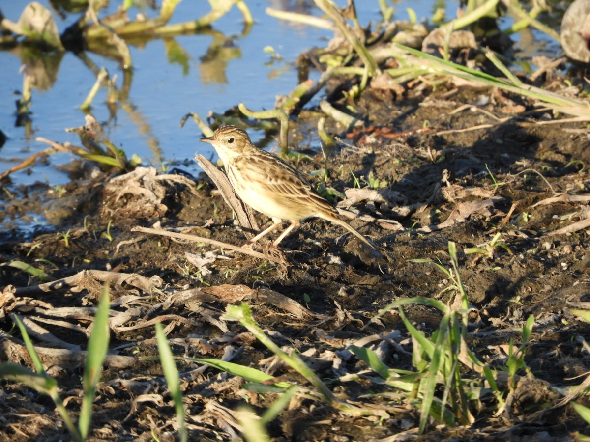 Yellowish Pipit - ML554681401