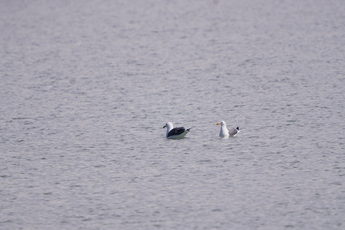 California Gull - ML554681601