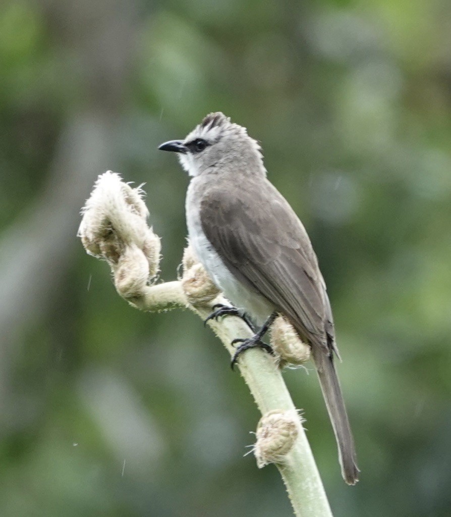 Yellow-vented Bulbul - ML554681831