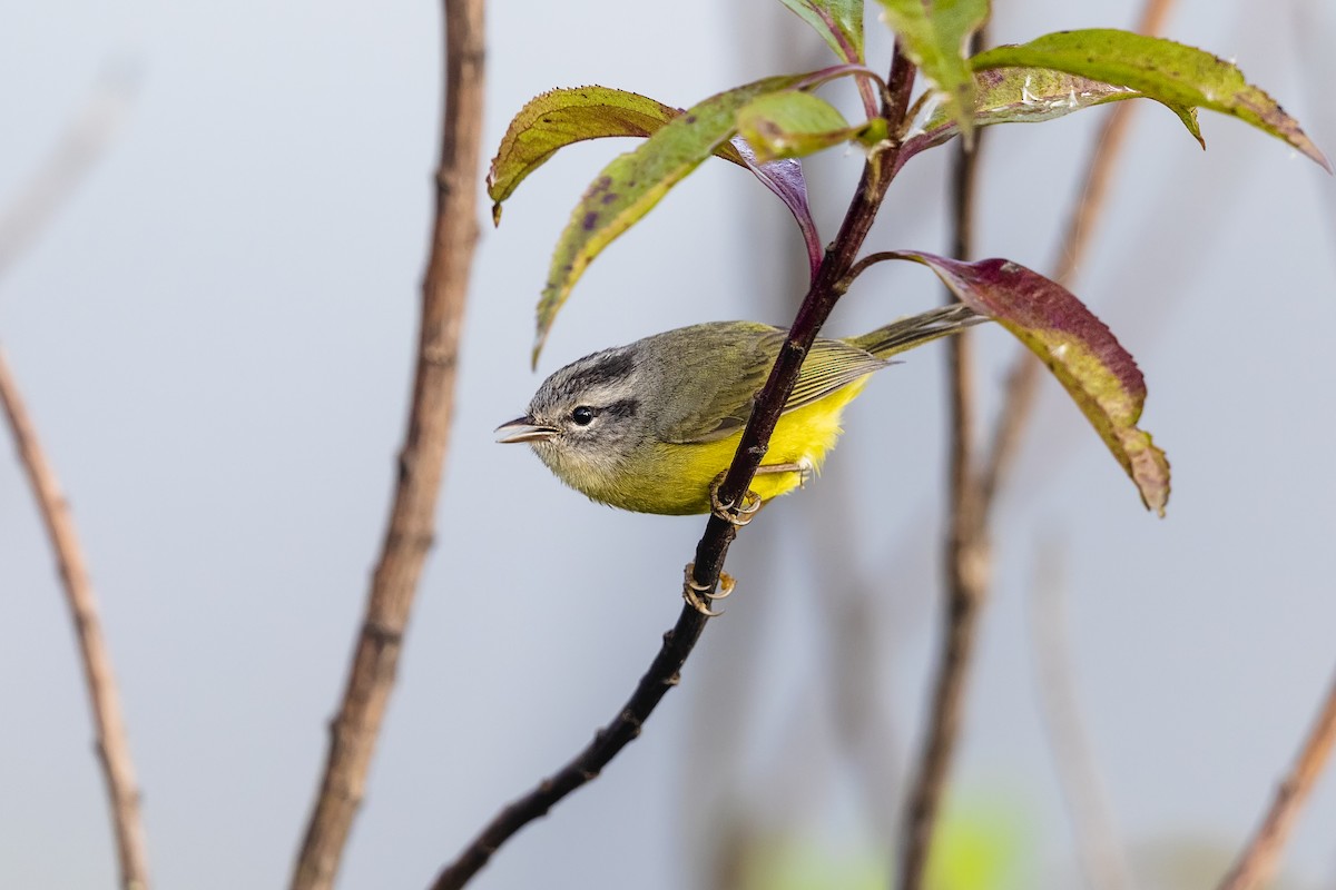 Three-banded Warbler - ML554682371