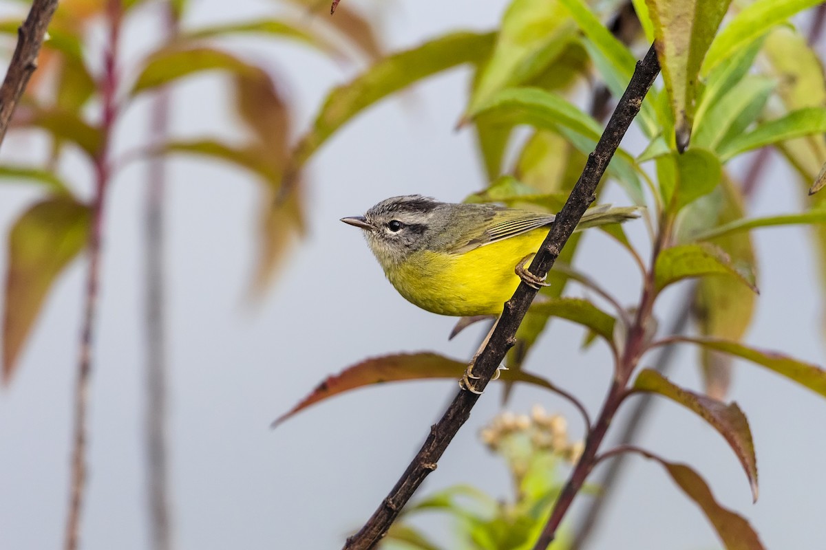 Three-banded Warbler - ML554682381
