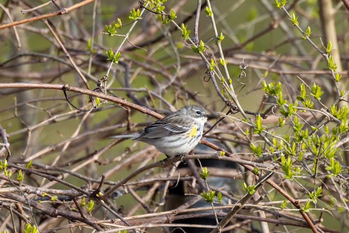 Yellow-rumped Warbler - Toby Carlstrom