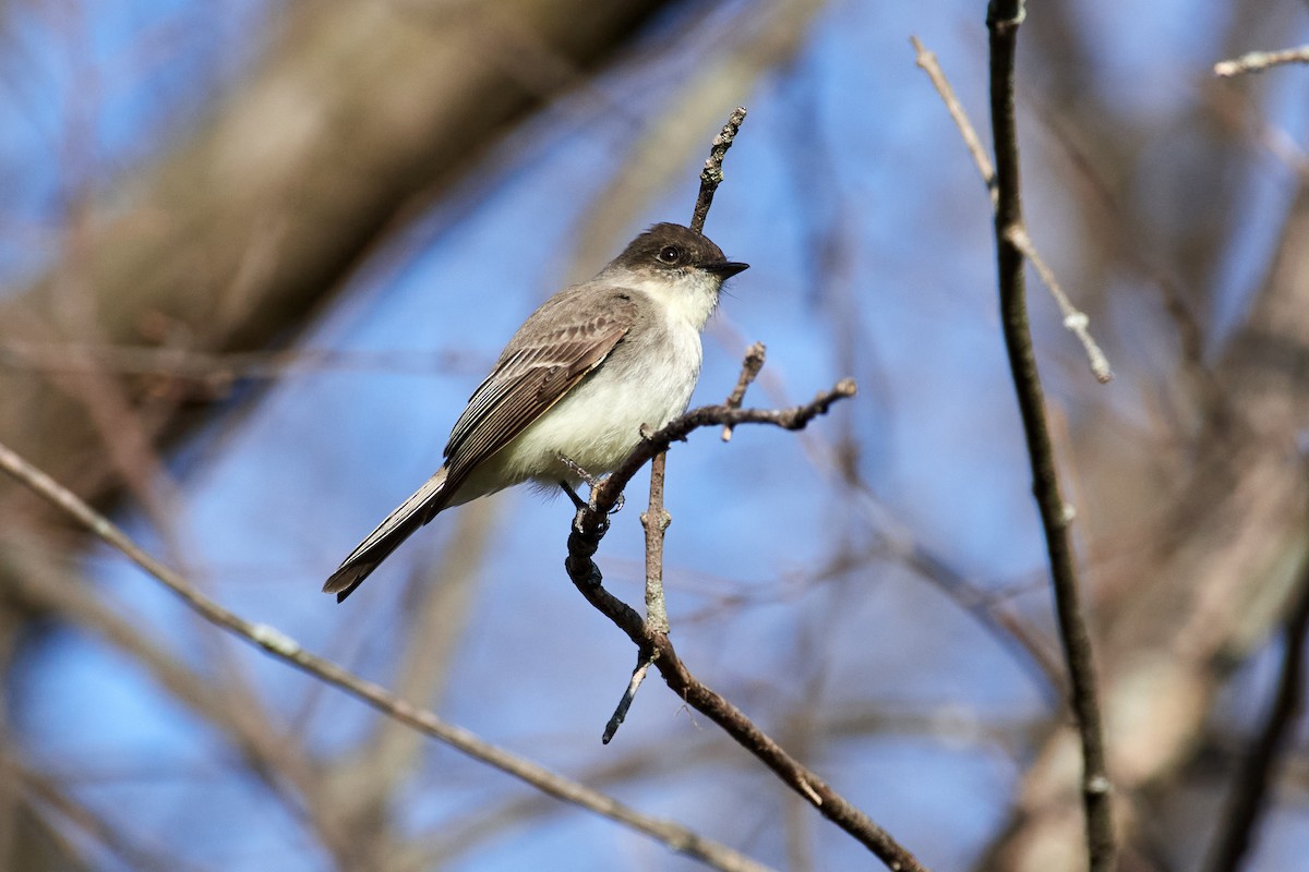 Eastern Phoebe - Charlie Shields