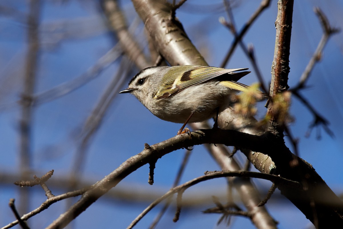 Golden-crowned Kinglet - Charlie Shields