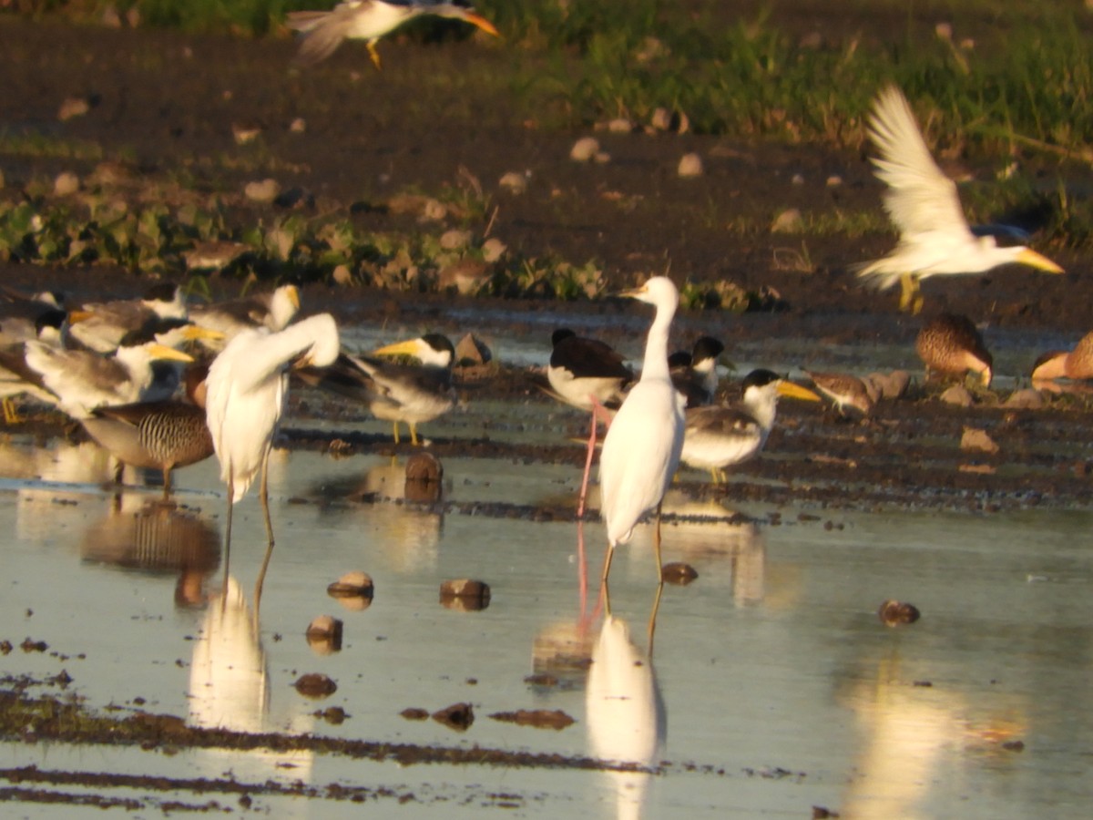 Snowy Egret - ML554684981