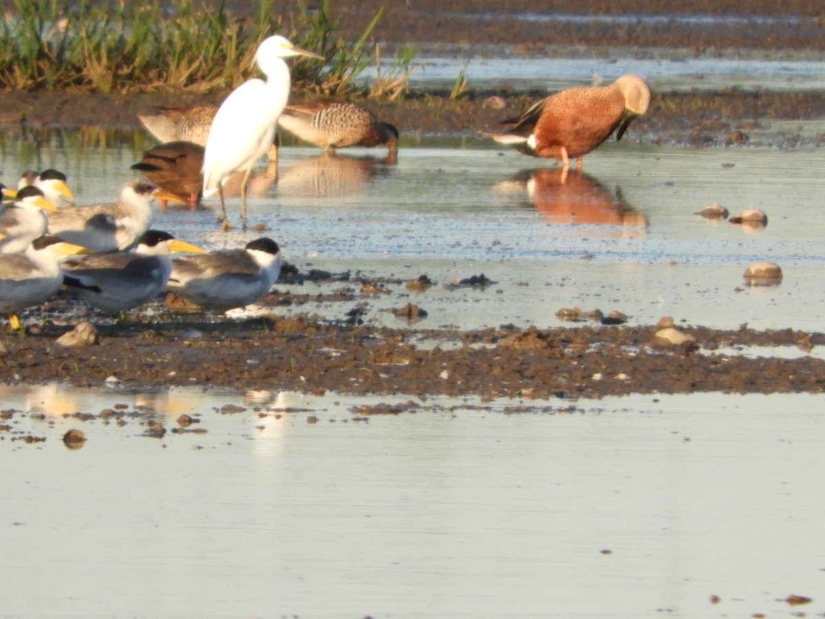 Snowy Egret - ML554684991