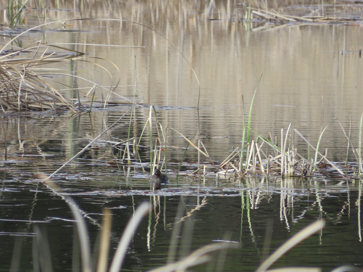 Little Grebe - ML554685751