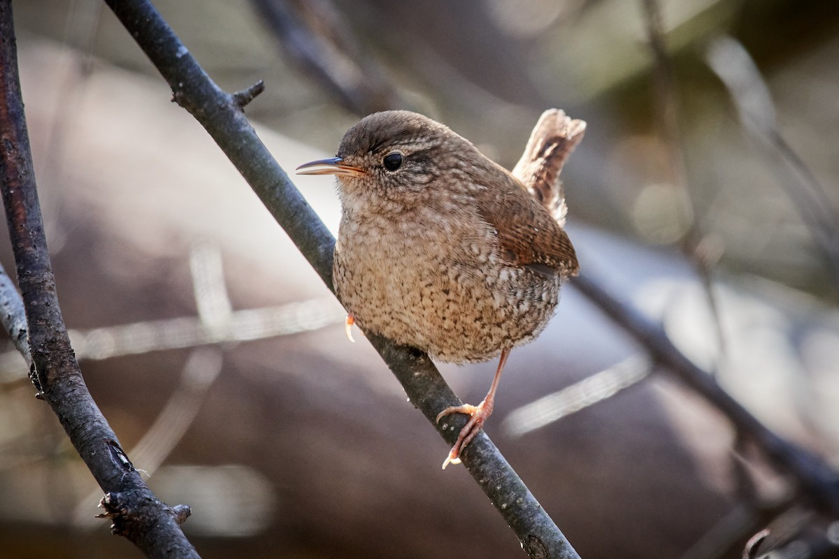 Winter Wren - Charlie Shields