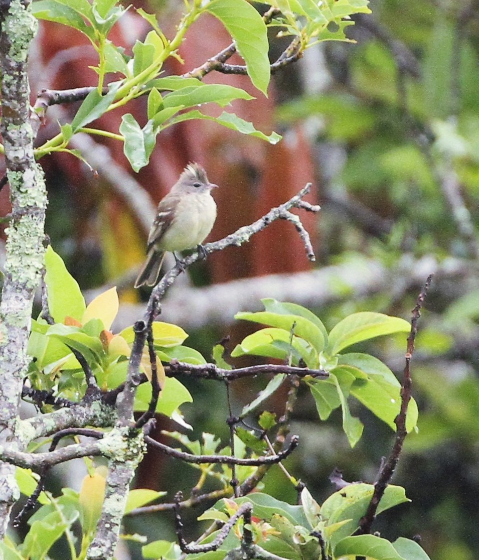 Yellow-bellied Elaenia - ML554688651