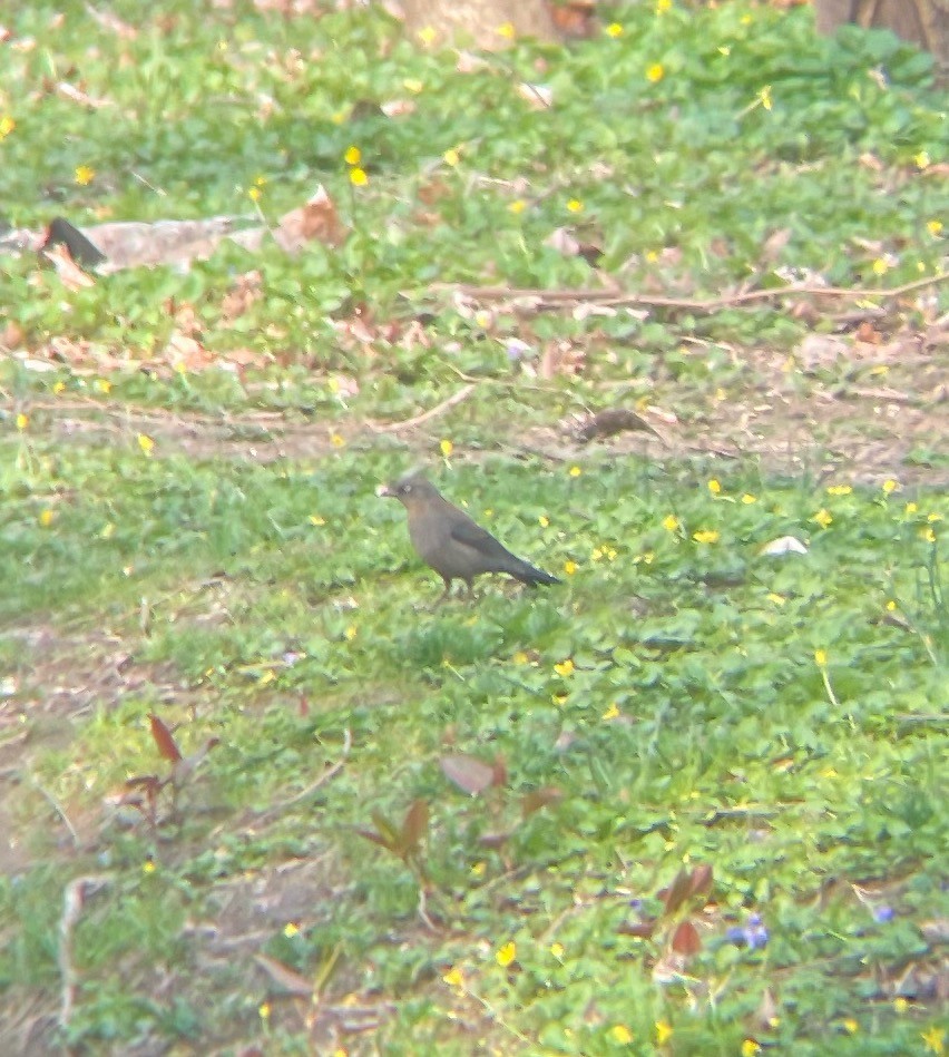 Rusty Blackbird - ML554688951