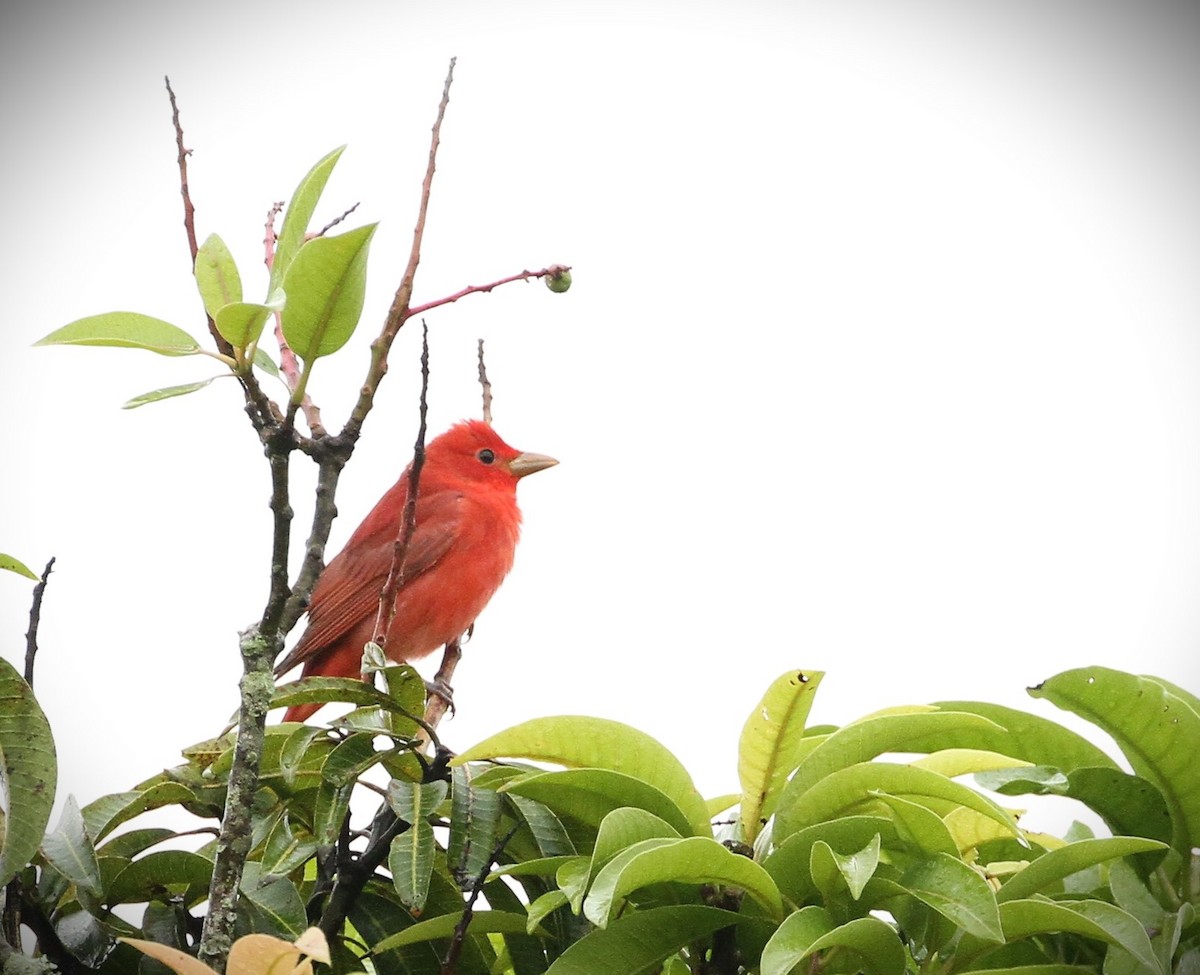 Summer Tanager - ML554688961