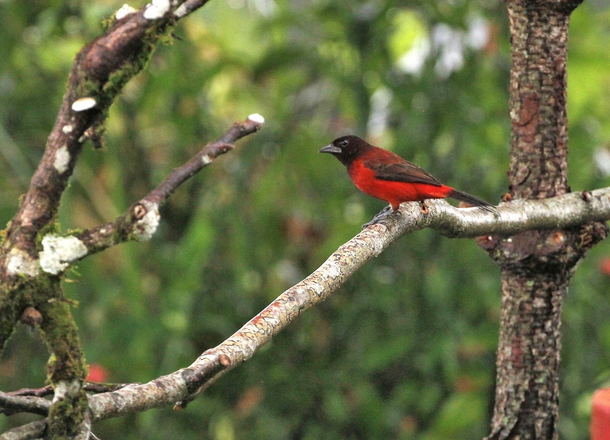 Crimson-backed Tanager - Gisèle Labonté