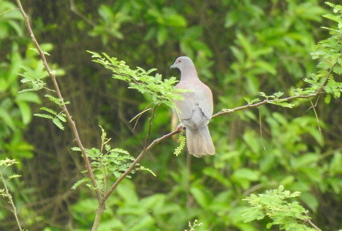 Pale-vented Pigeon - ML554689691