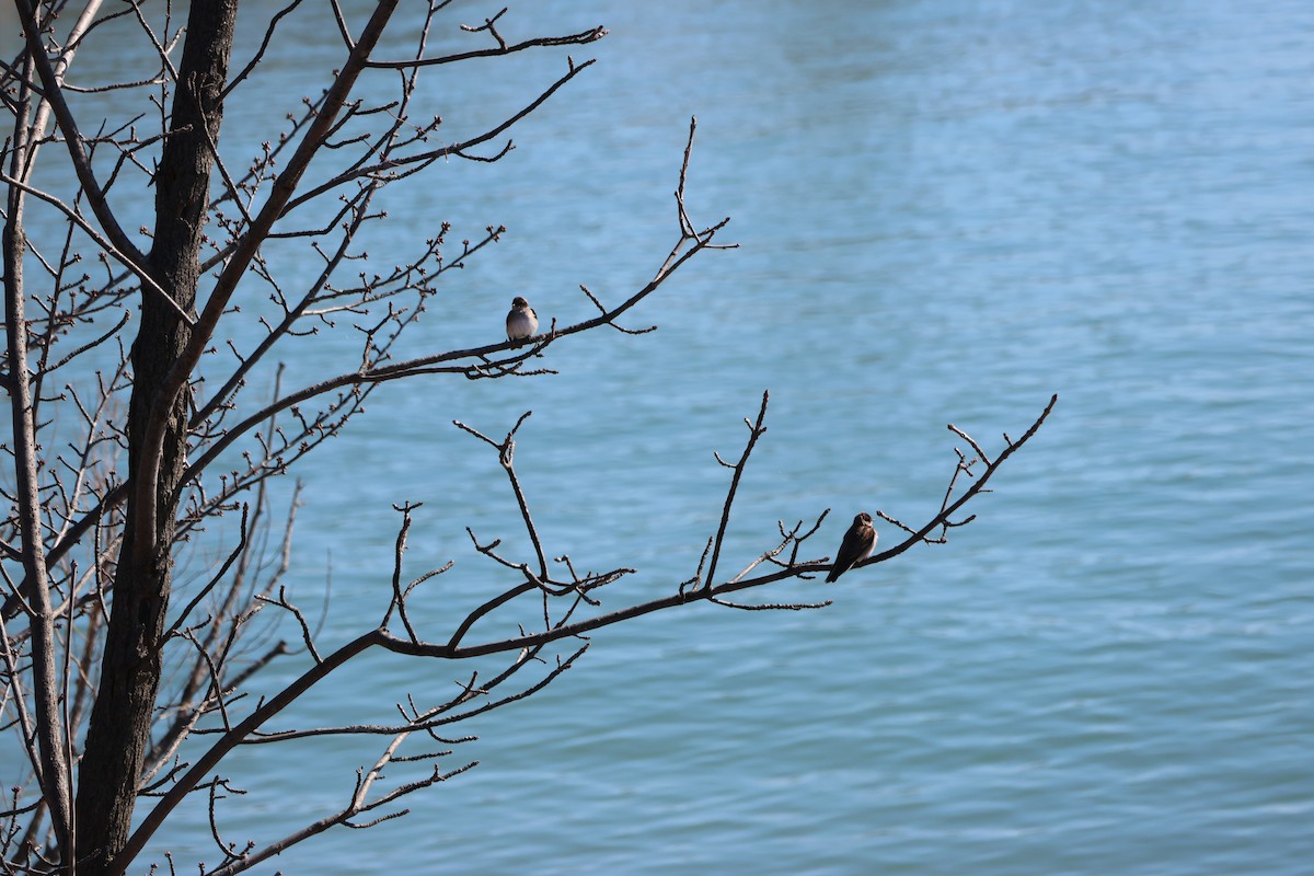 Northern Rough-winged Swallow - ML554689711