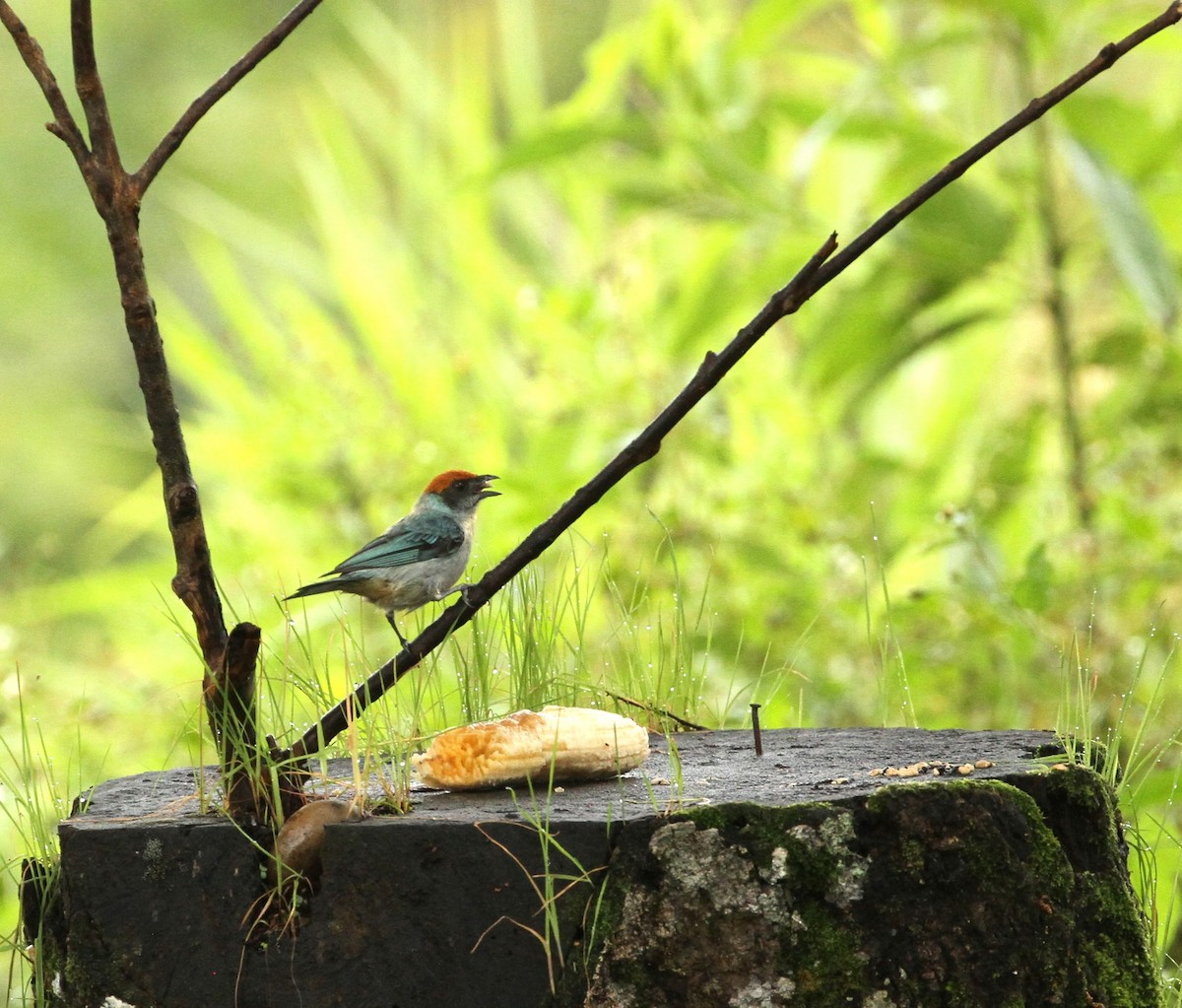 Scrub Tanager - Gisèle Labonté