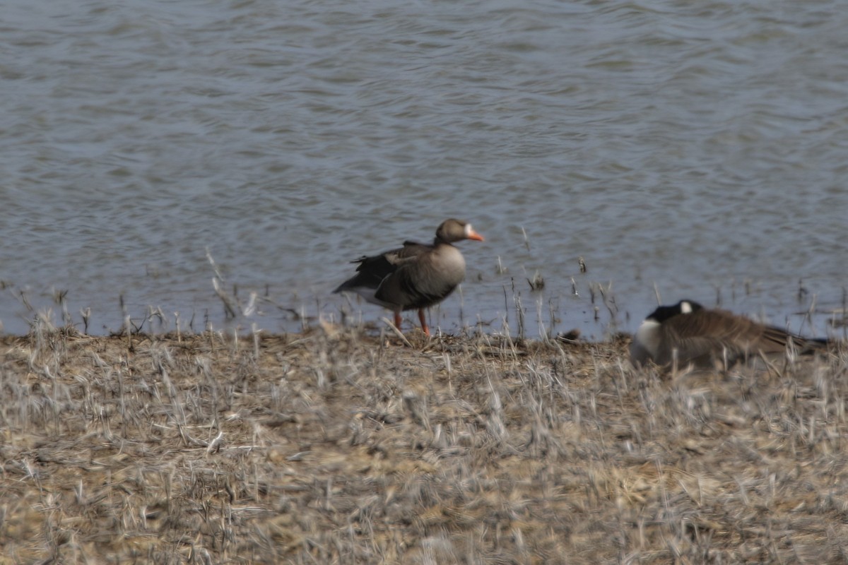 Greater White-fronted Goose - ML554690361