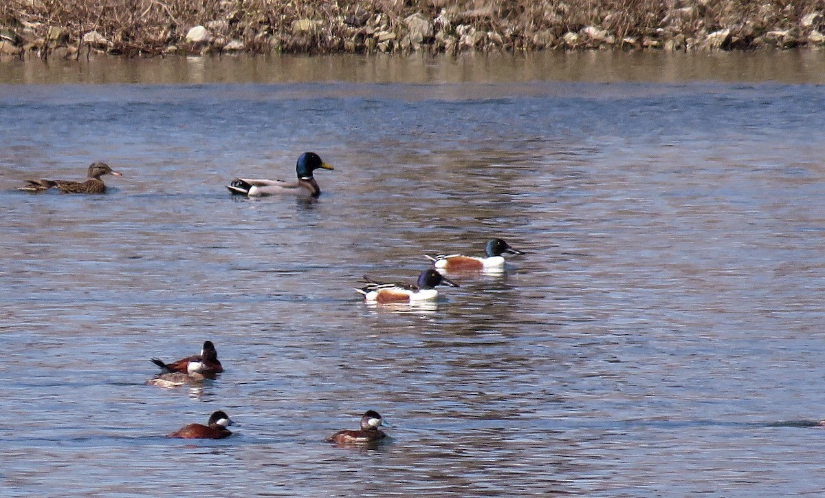 Northern Shoveler - ML554690381