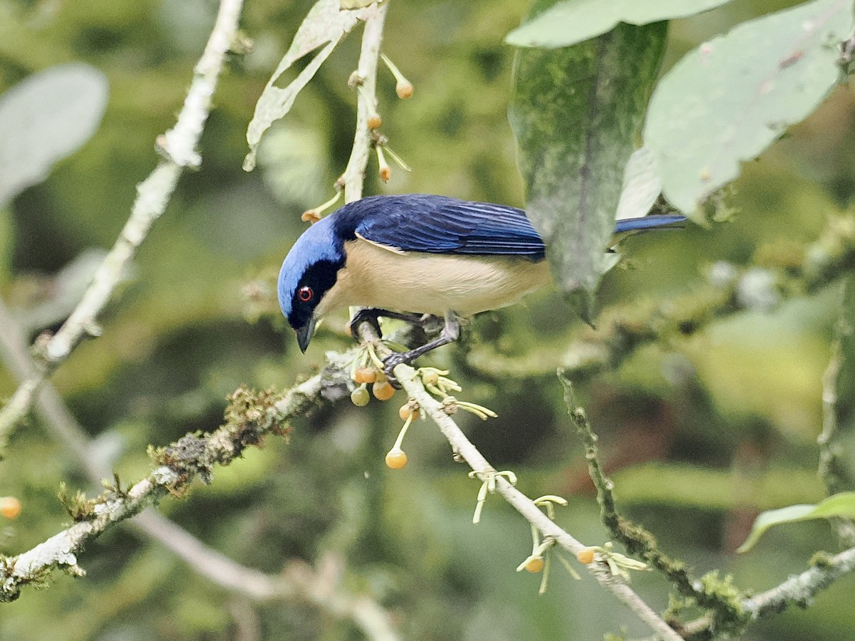 Fawn-breasted Tanager - ML554691631