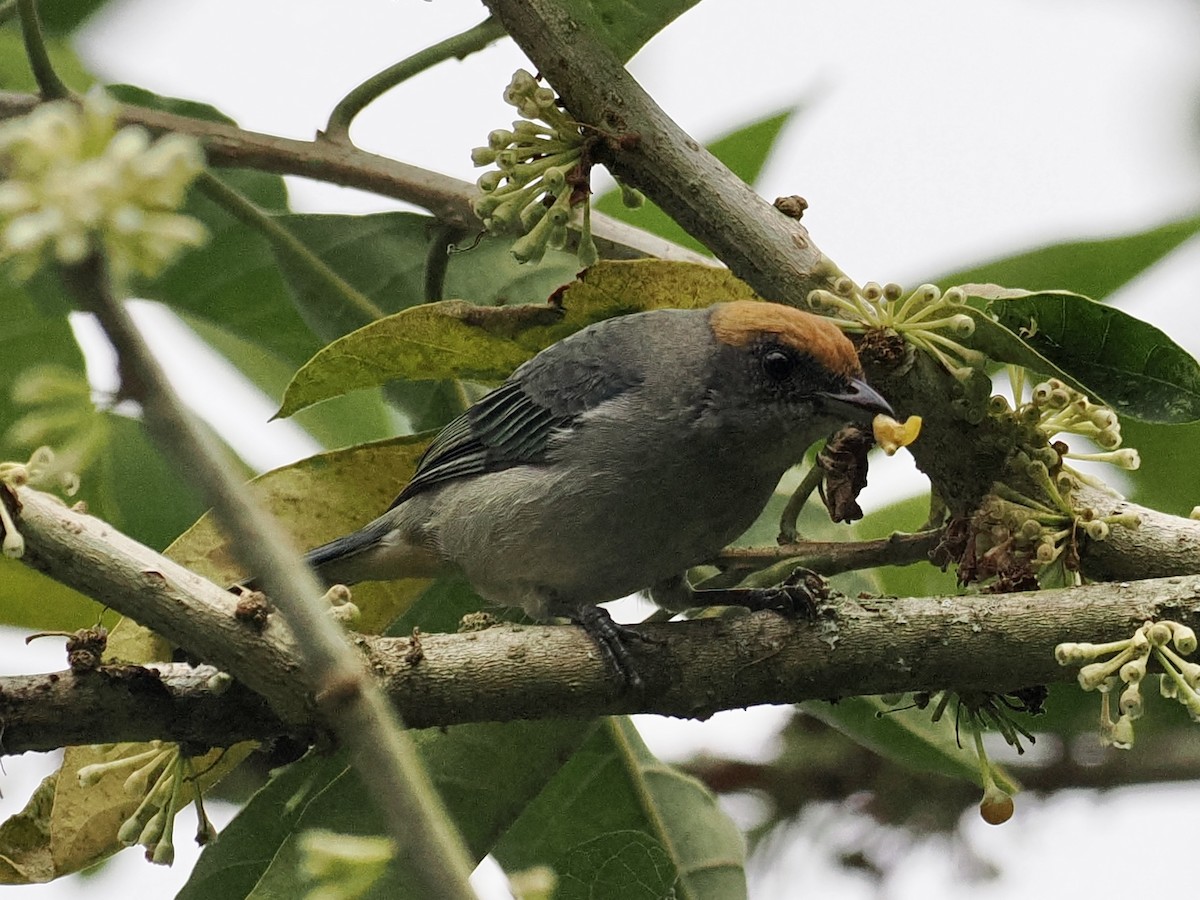 Scrub Tanager - ML554691821