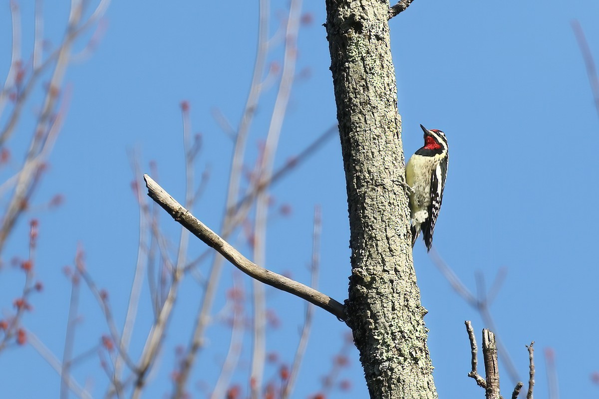 Yellow-bellied Sapsucker - ML554692801