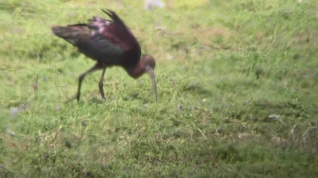 Glossy Ibis - ML554693071