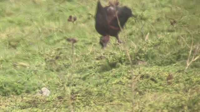 Glossy Ibis - ML554693101