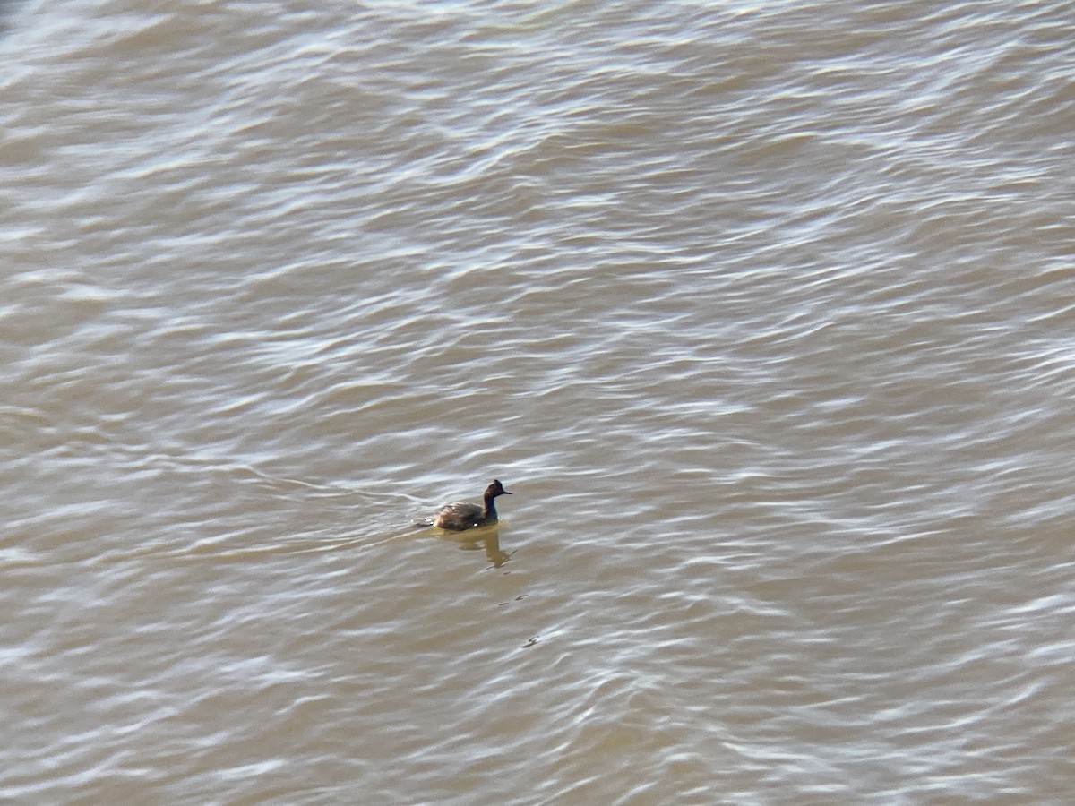 Eared Grebe - Cameron Lang