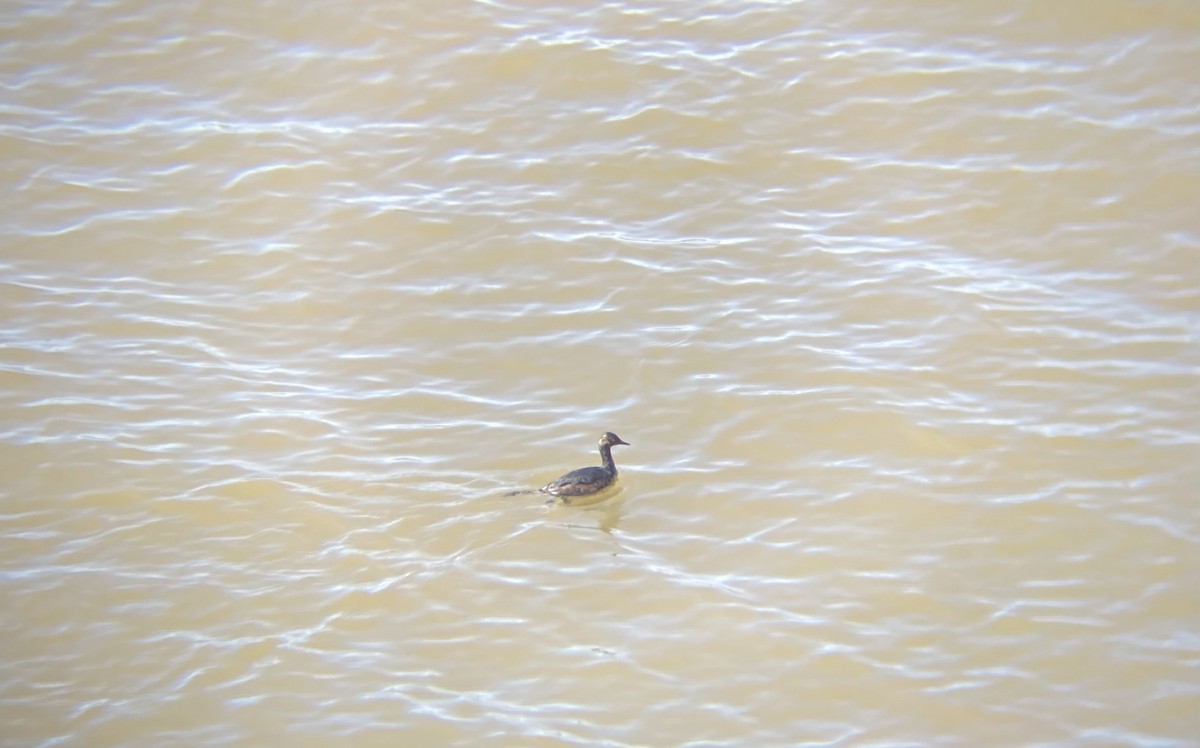 Eared Grebe - Cameron Lang