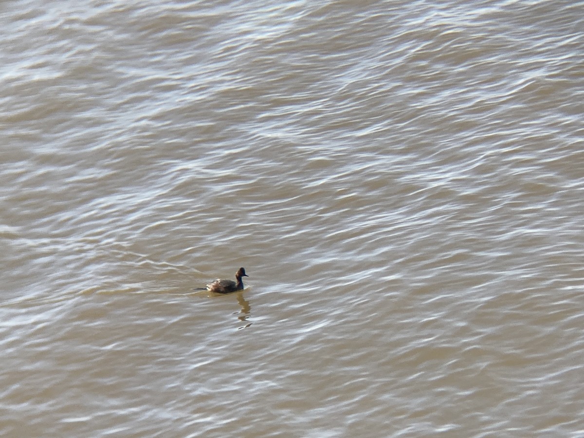 Eared Grebe - ML554693331