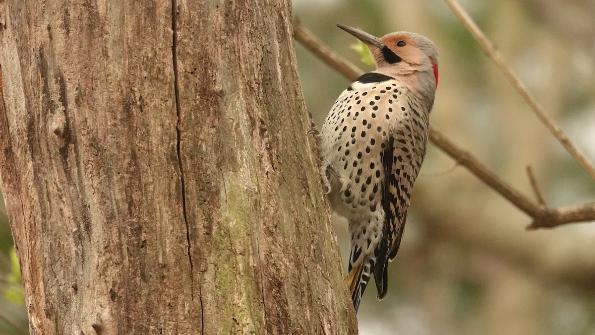 Northern Flicker - ML554694241