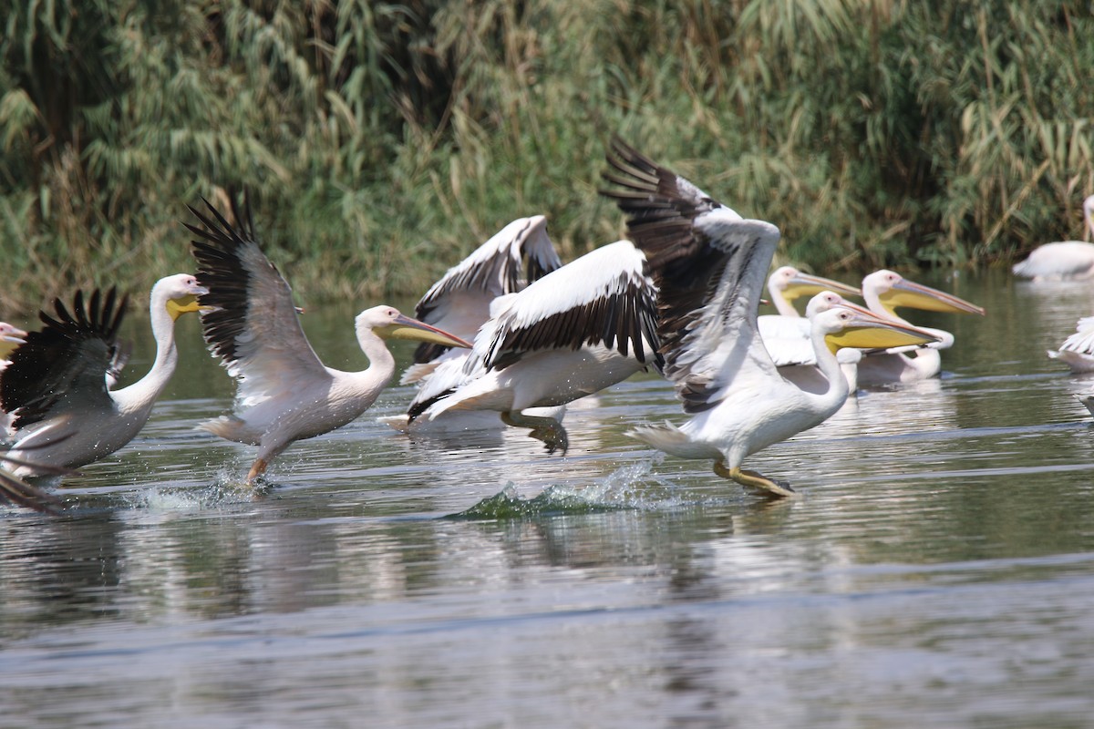 Great White Pelican - Sajan Raju