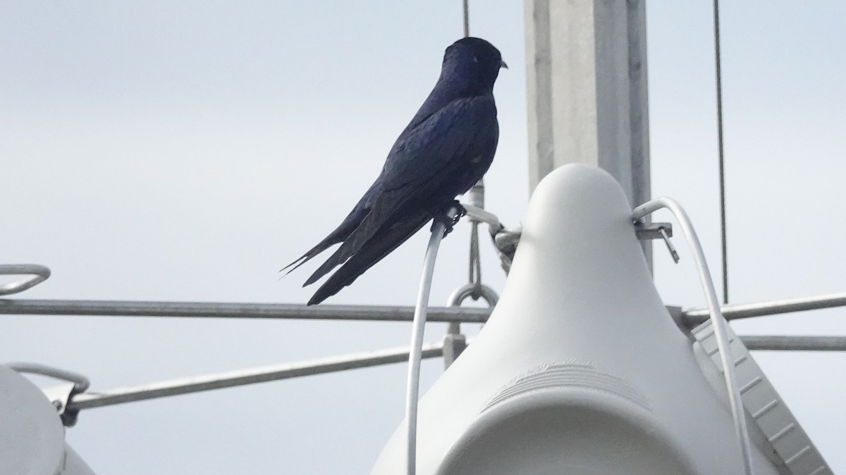 Purple Martin - ML554694511