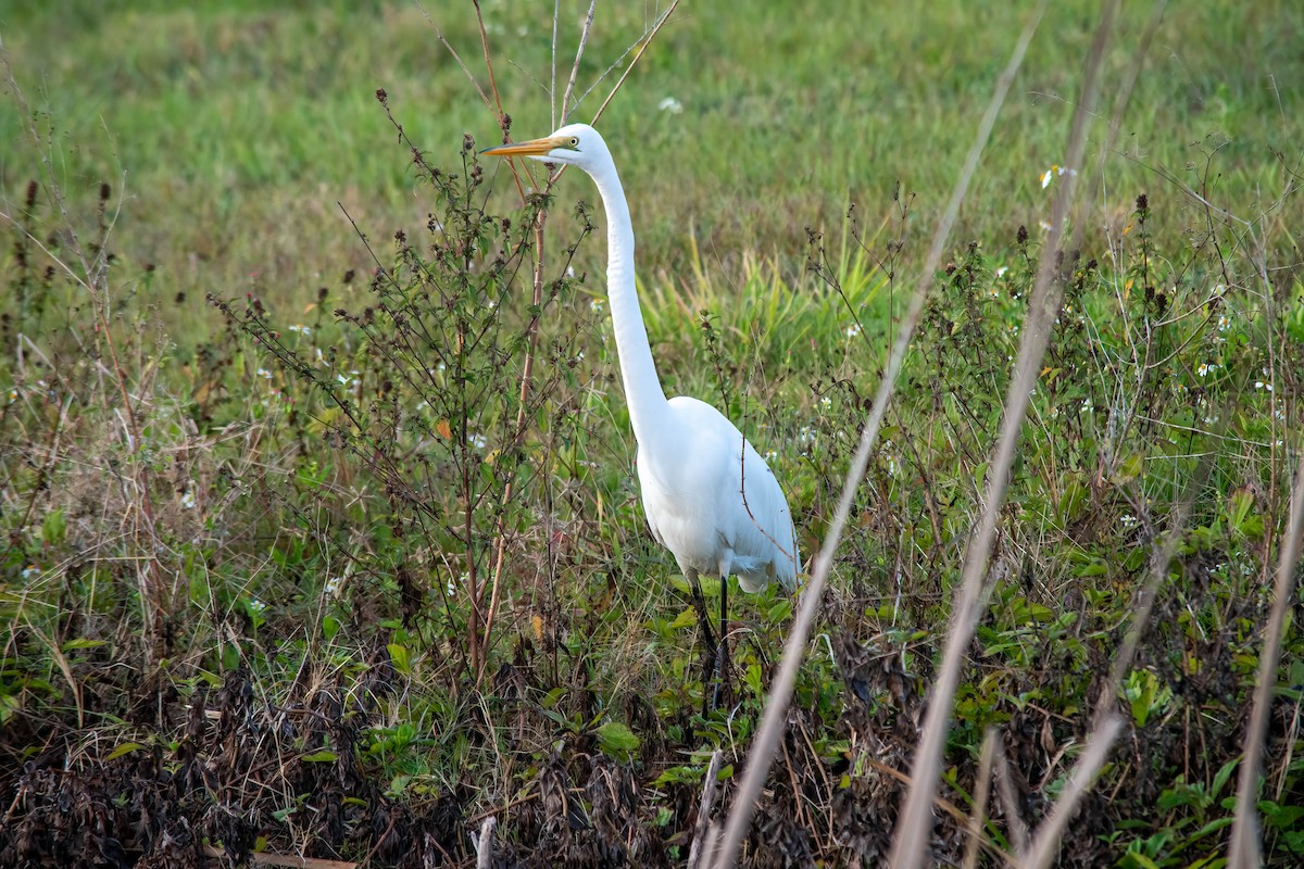 Great Egret - ML554694701