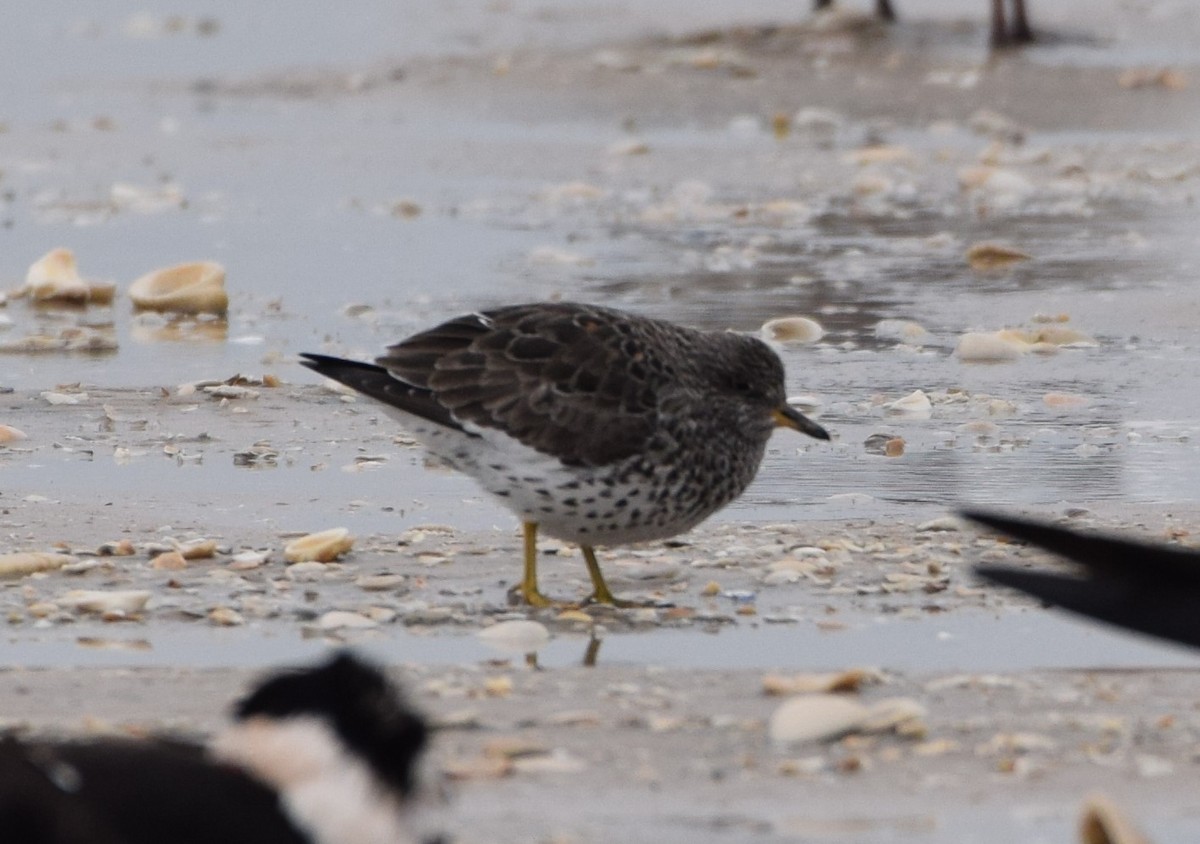 Surfbird - Dimitris Dimopoulos