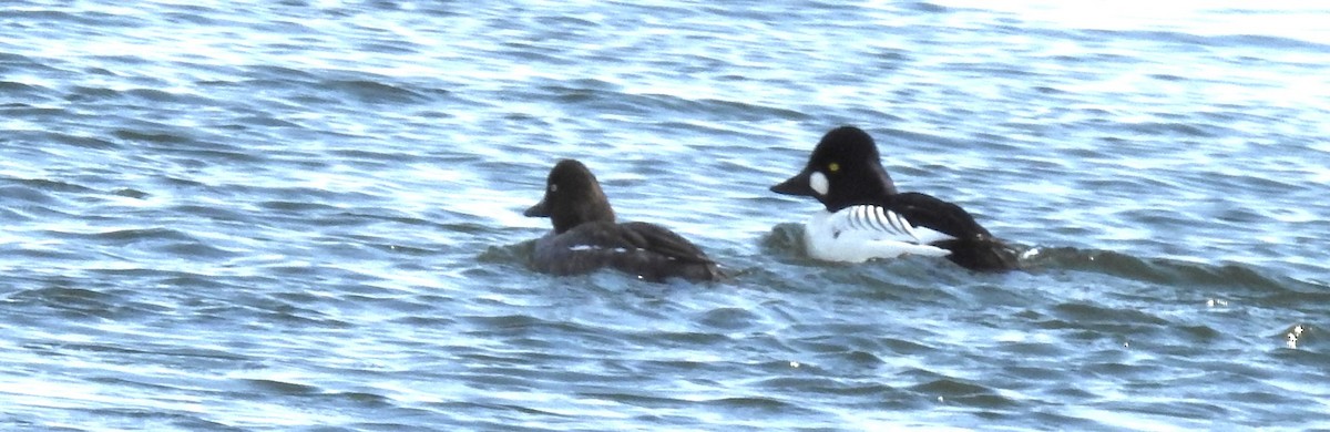 Common Goldeneye - ML554696351