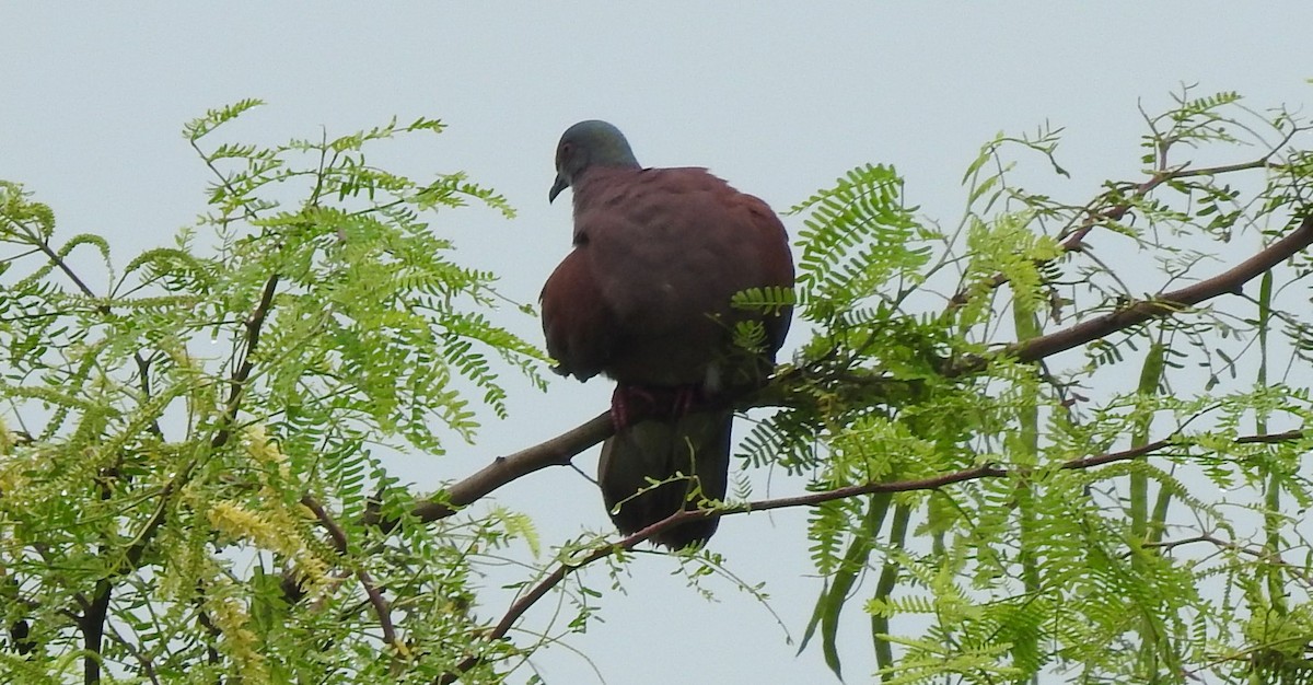 Pale-vented Pigeon - ML554697241