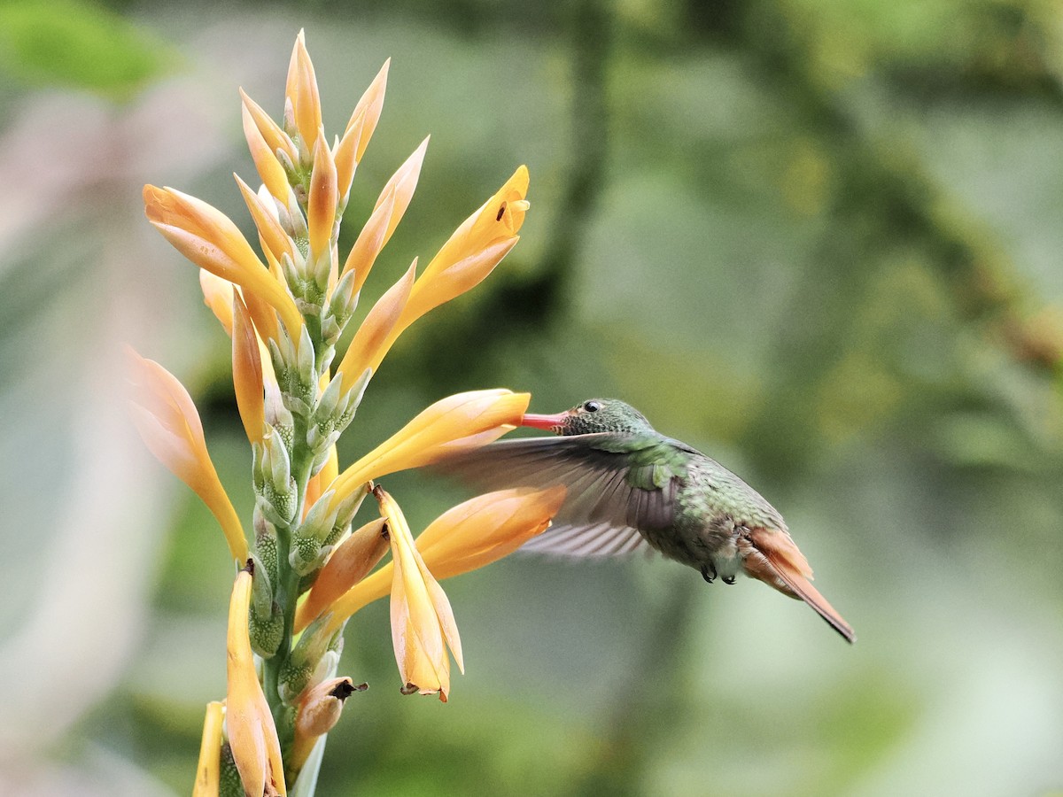 Rufous-tailed Hummingbird - ML554697351