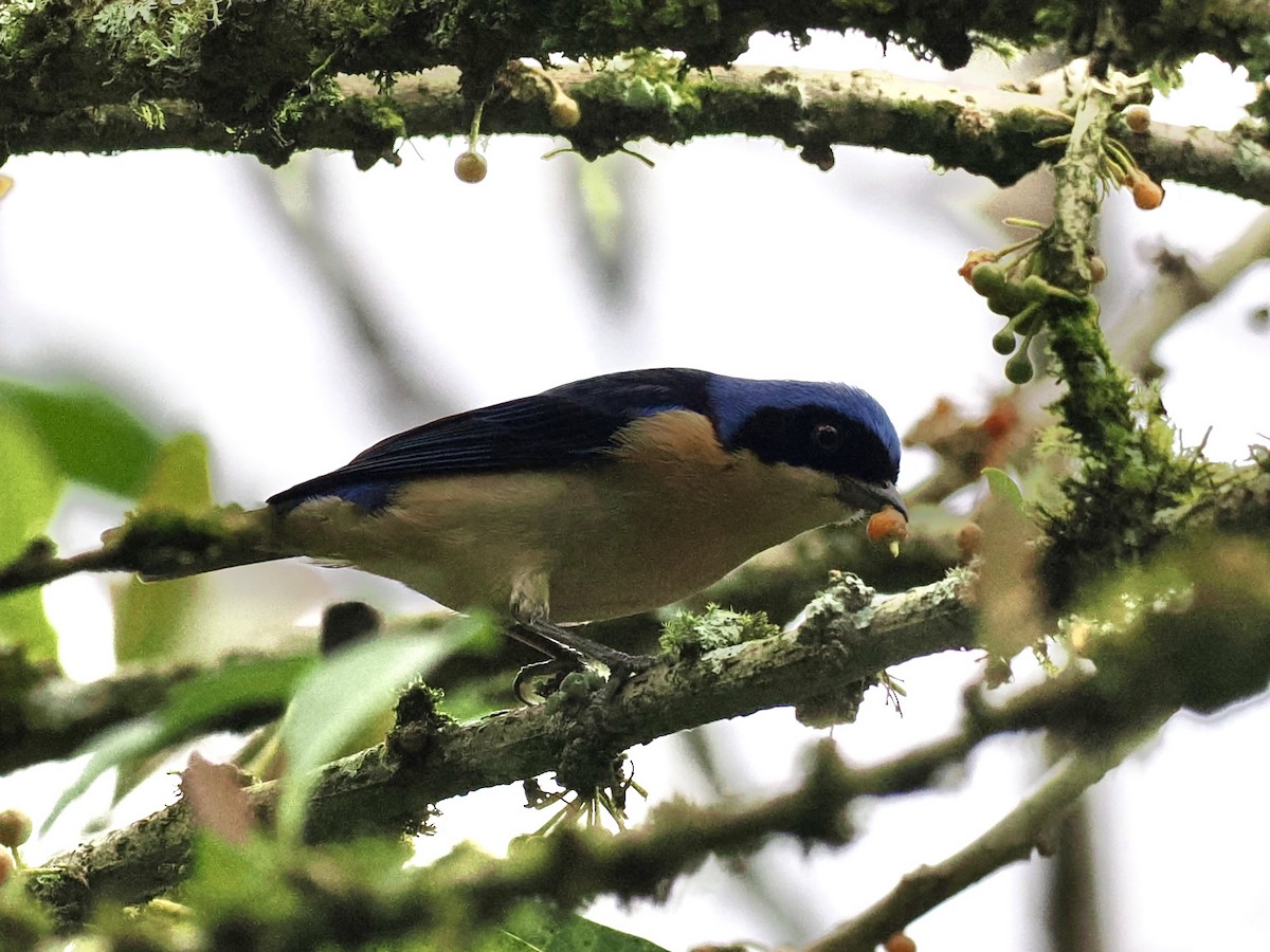 Fawn-breasted Tanager - ML554697771