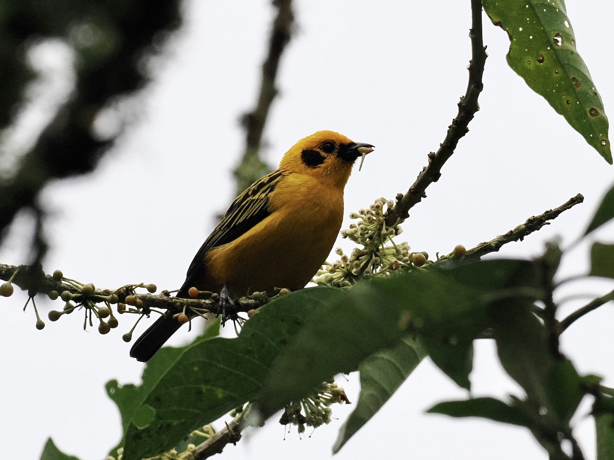 Golden Tanager - ML554698051