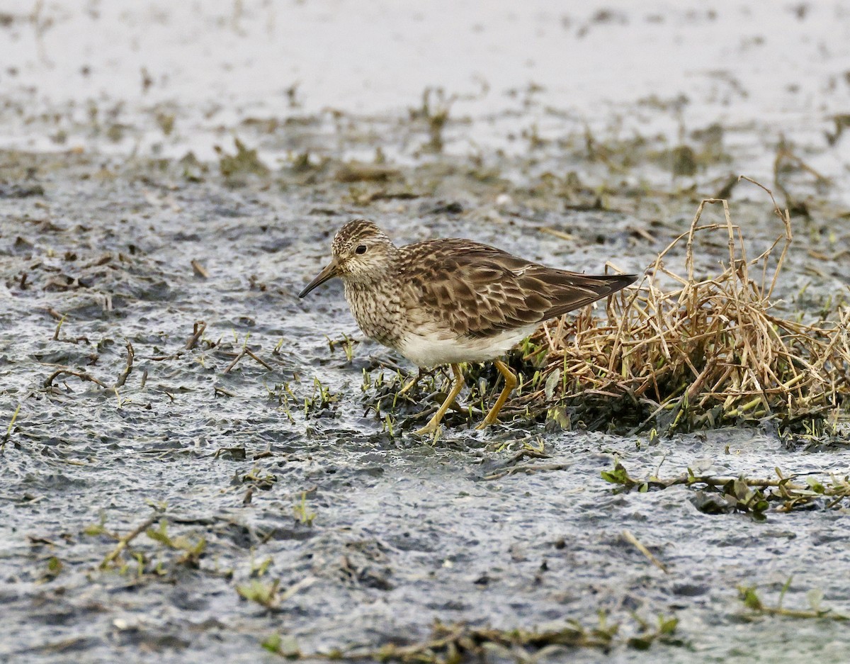 Pectoral Sandpiper - Adam Dudley