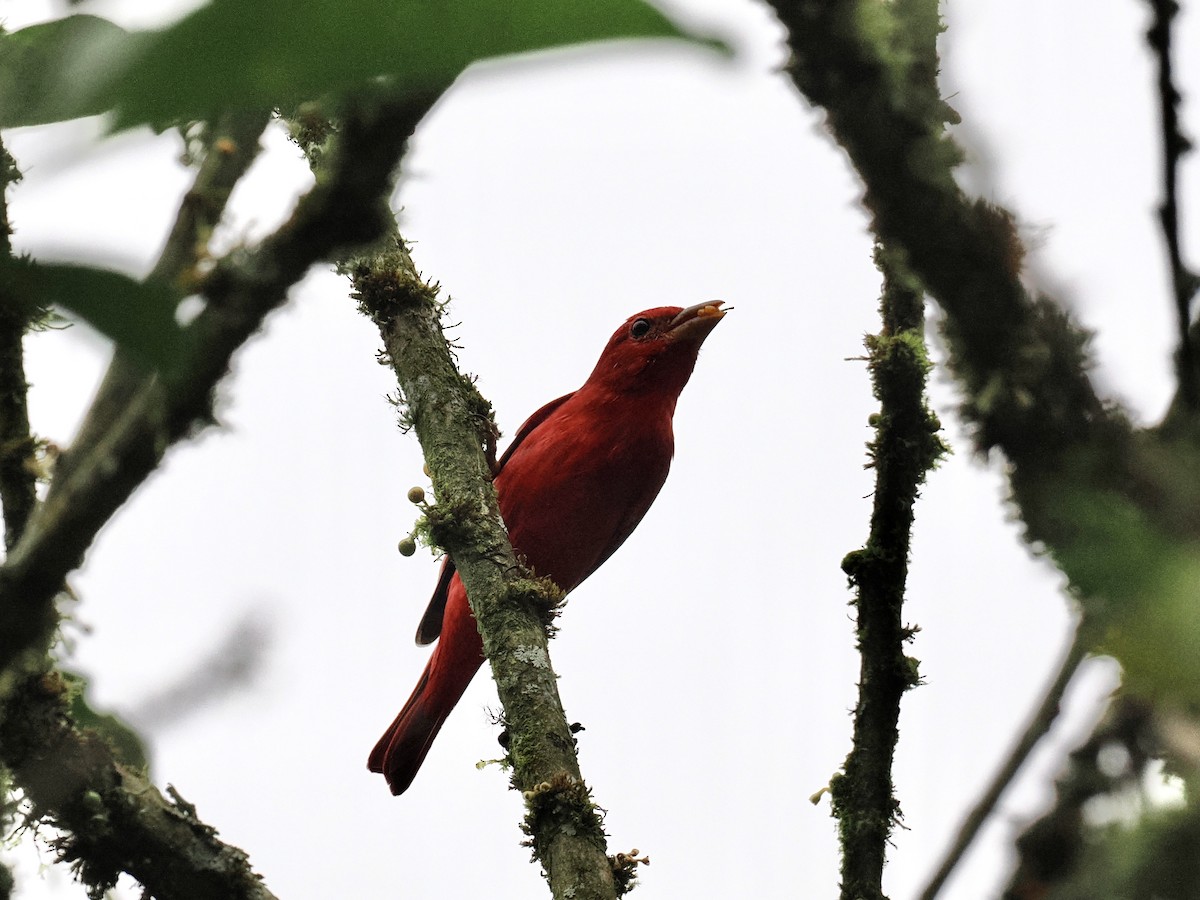 Summer Tanager - ML554698231