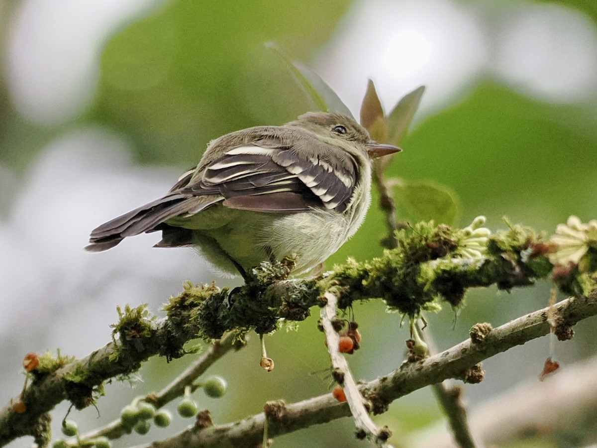 Yellow-bellied Elaenia - ML554698361