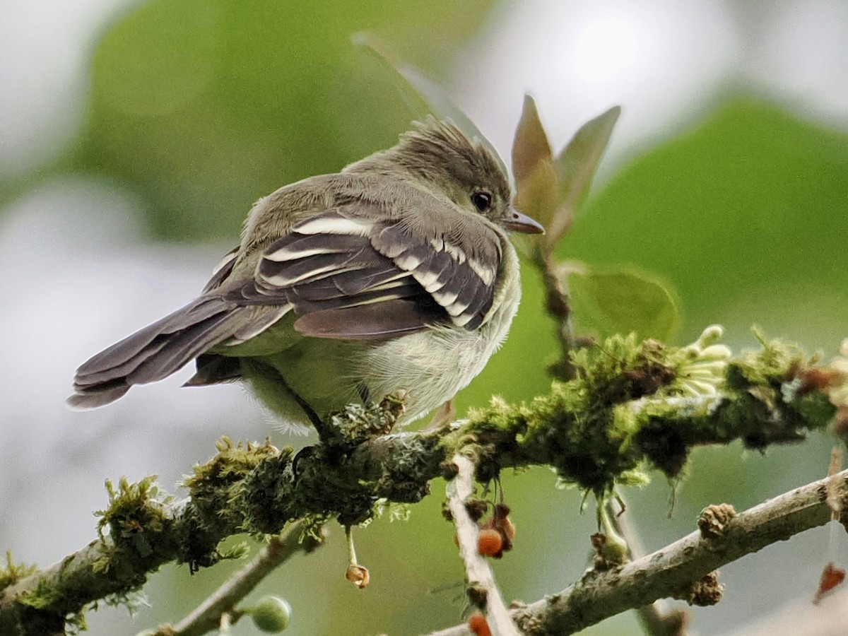 Yellow-bellied Elaenia - Gabriel Willow