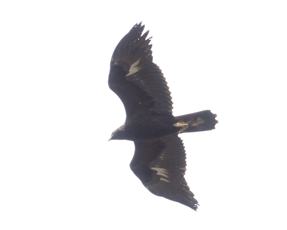 Golden Eagle - ML554699181