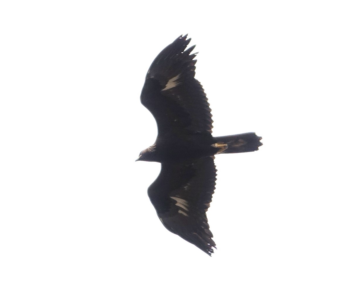 Golden Eagle - ML554699211