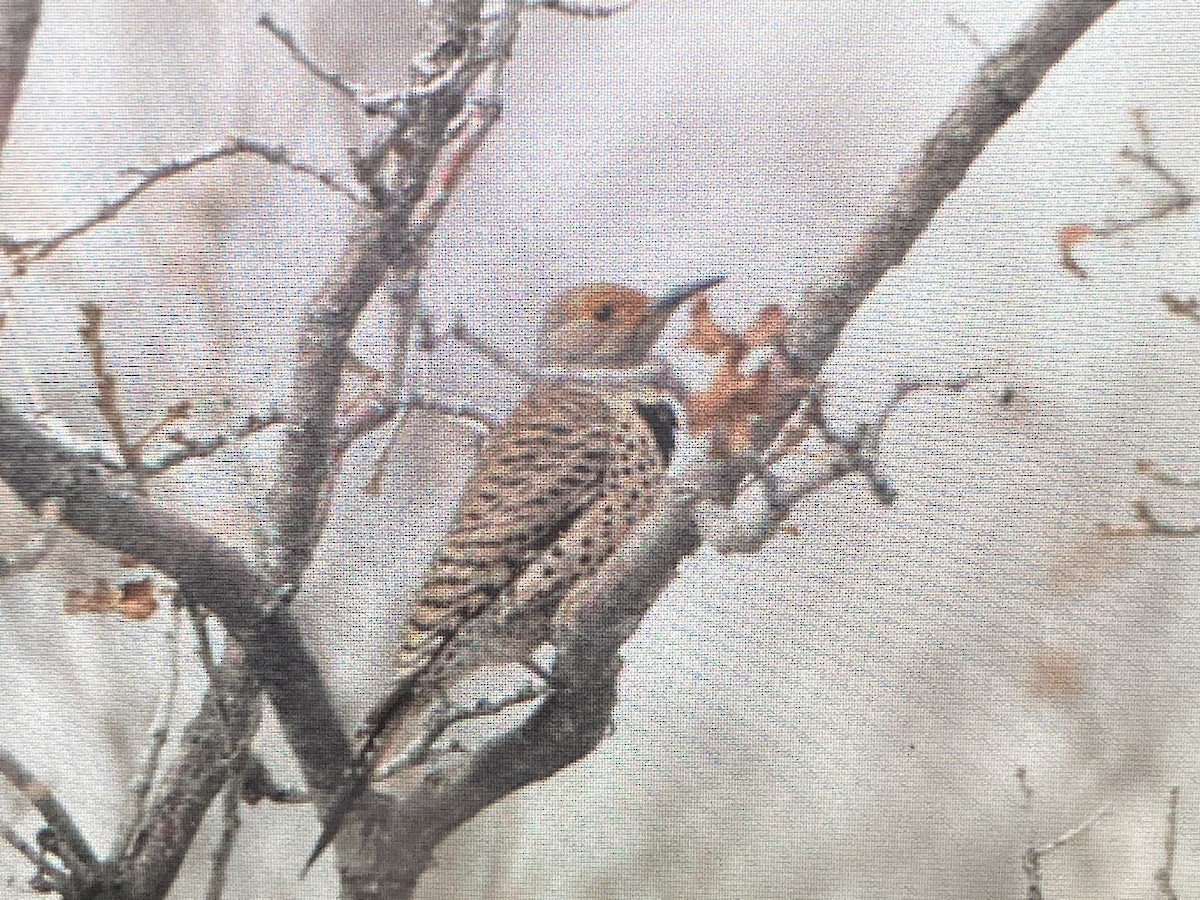 Northern Flicker - Adam Blundell