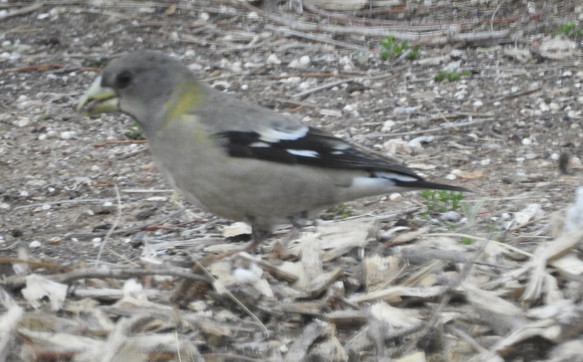 Evening Grosbeak - ML554699471