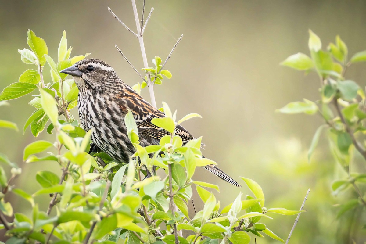 Red-winged Blackbird - ML554699621