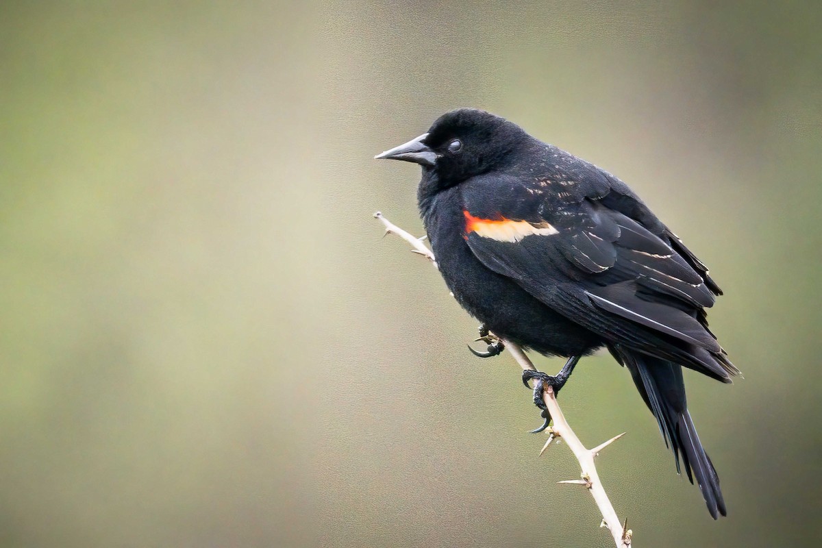 Red-winged Blackbird - ML554699641